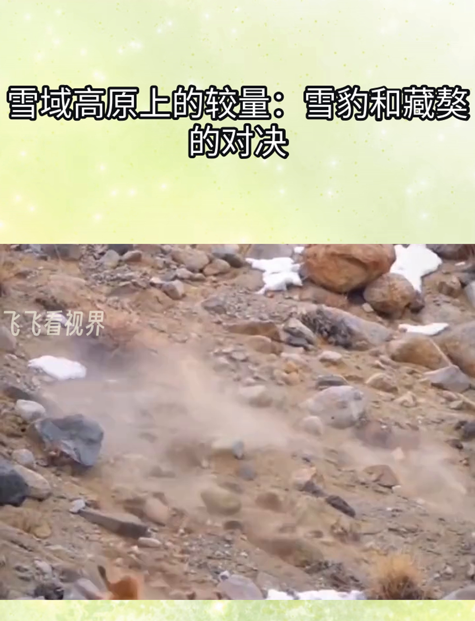新疆天山雪豹遭遇逆转,连败境地的简单介绍 新疆天山雪豹遭遇逆转,连败境地的简单介绍