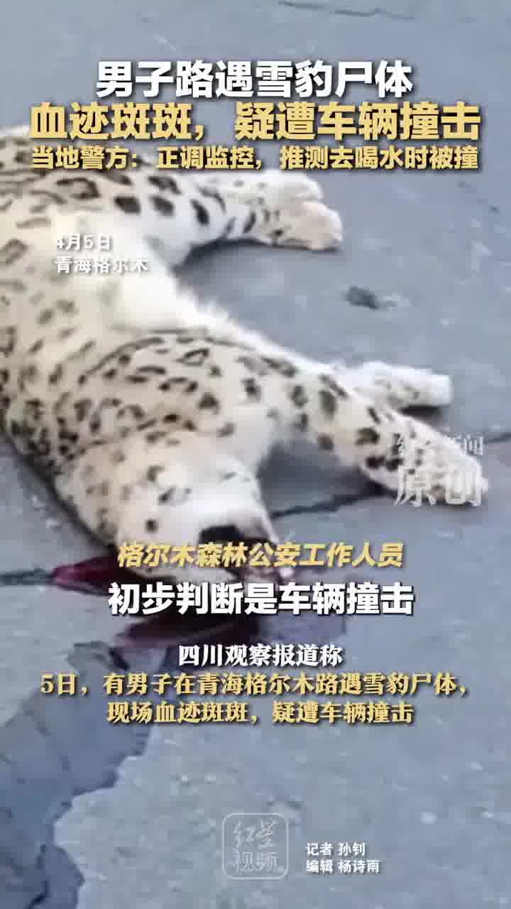 新疆天山雪豹遭遇逆转,连败境地的简单介绍 新疆天山雪豹遭遇逆转,连败境地的简单介绍